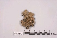 藏品(孔梅衣)的圖片